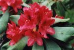 Rododendron