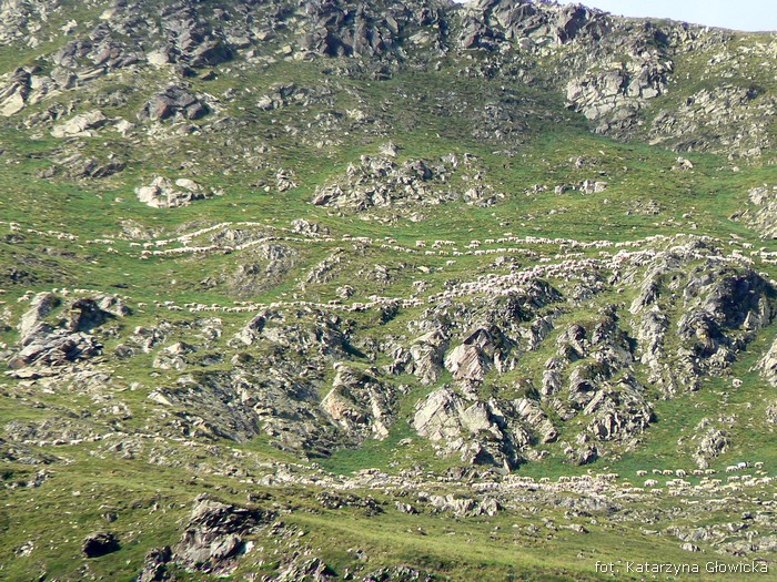 owieczki na terasach bydlęcych