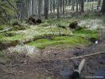 Niemartwa natura :)