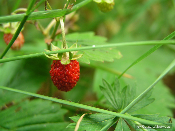 Mmmm... leśne poziomki - ten zapach i smak :)
