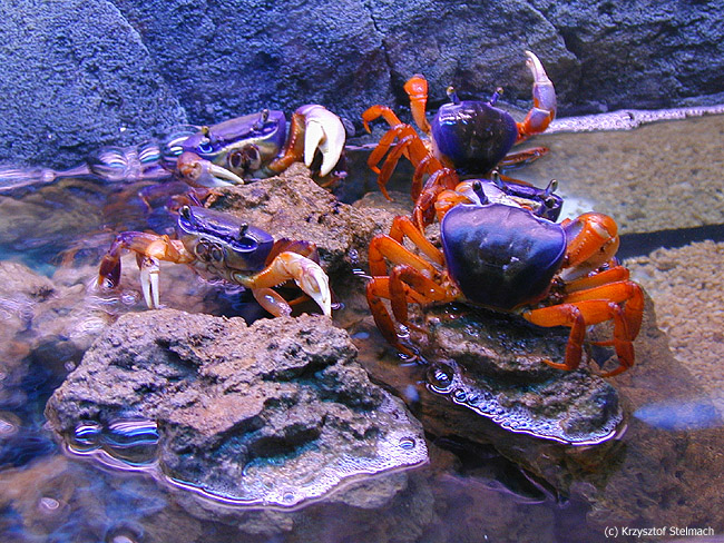 Krab mangrowy