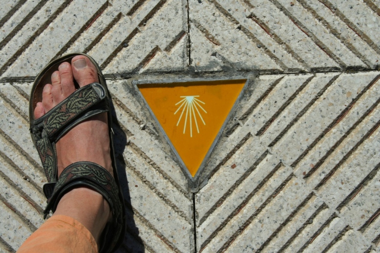 chodnikowe muszelki w Leon